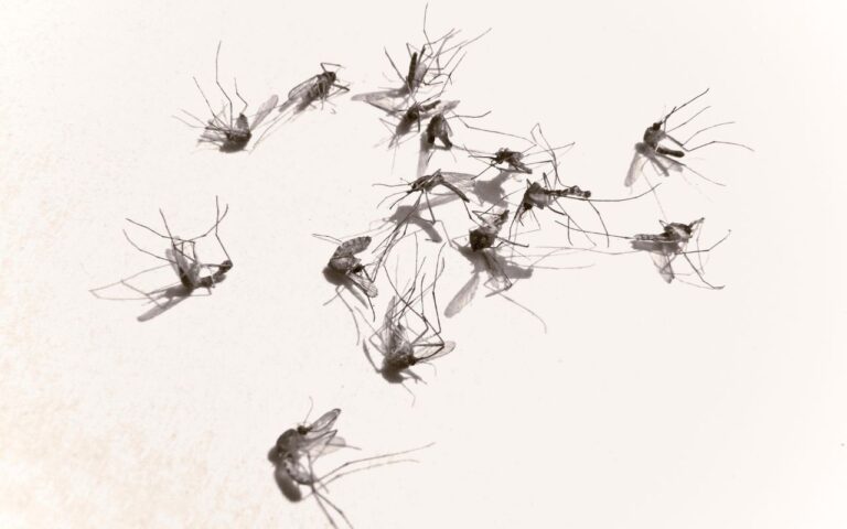 2 ingredientes para fazer espantador de mosquitos em casa