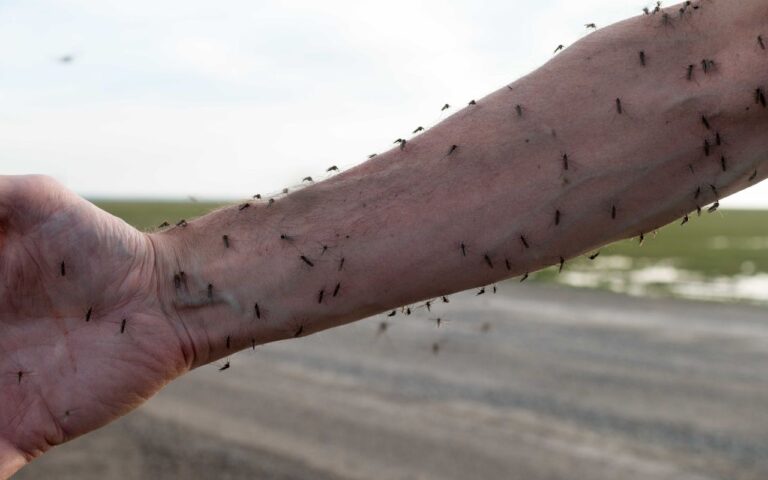 6 plantas afastam os mosquitinhos do fim da tarde de você