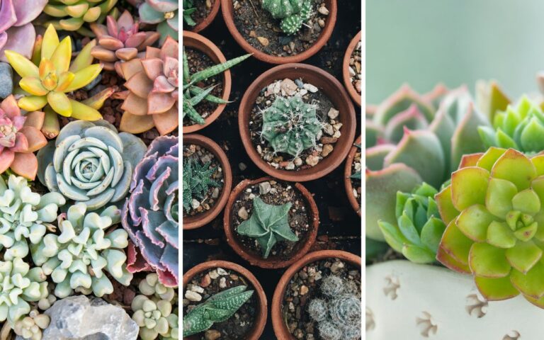 6 suculentas que estão na moda em 2025 para sua casa