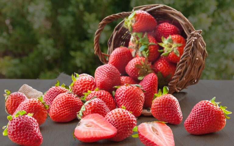 7 passos para fazer morango nascer e dar fruto na sua casa