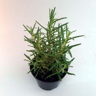 Alecrim - Rosmarinus officinalis ...