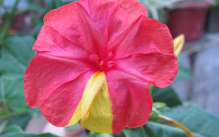 A feiticeira do jardim: a flor que acorda quando você dorme