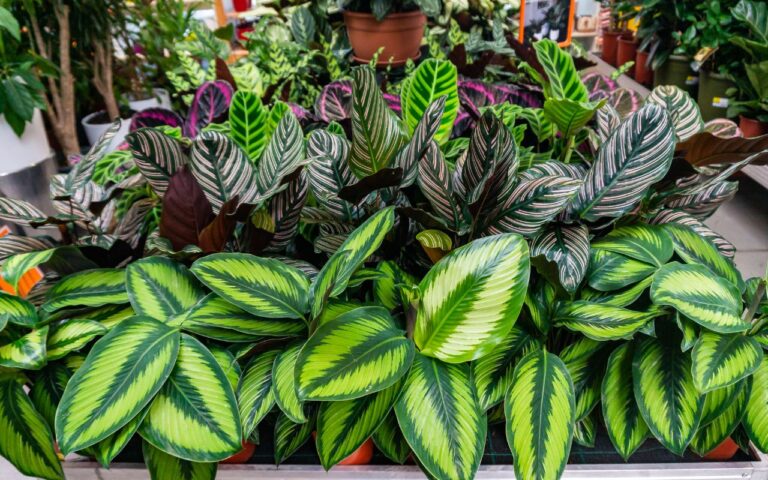 As plantas imortais que podem ferir sua família silenciosamente