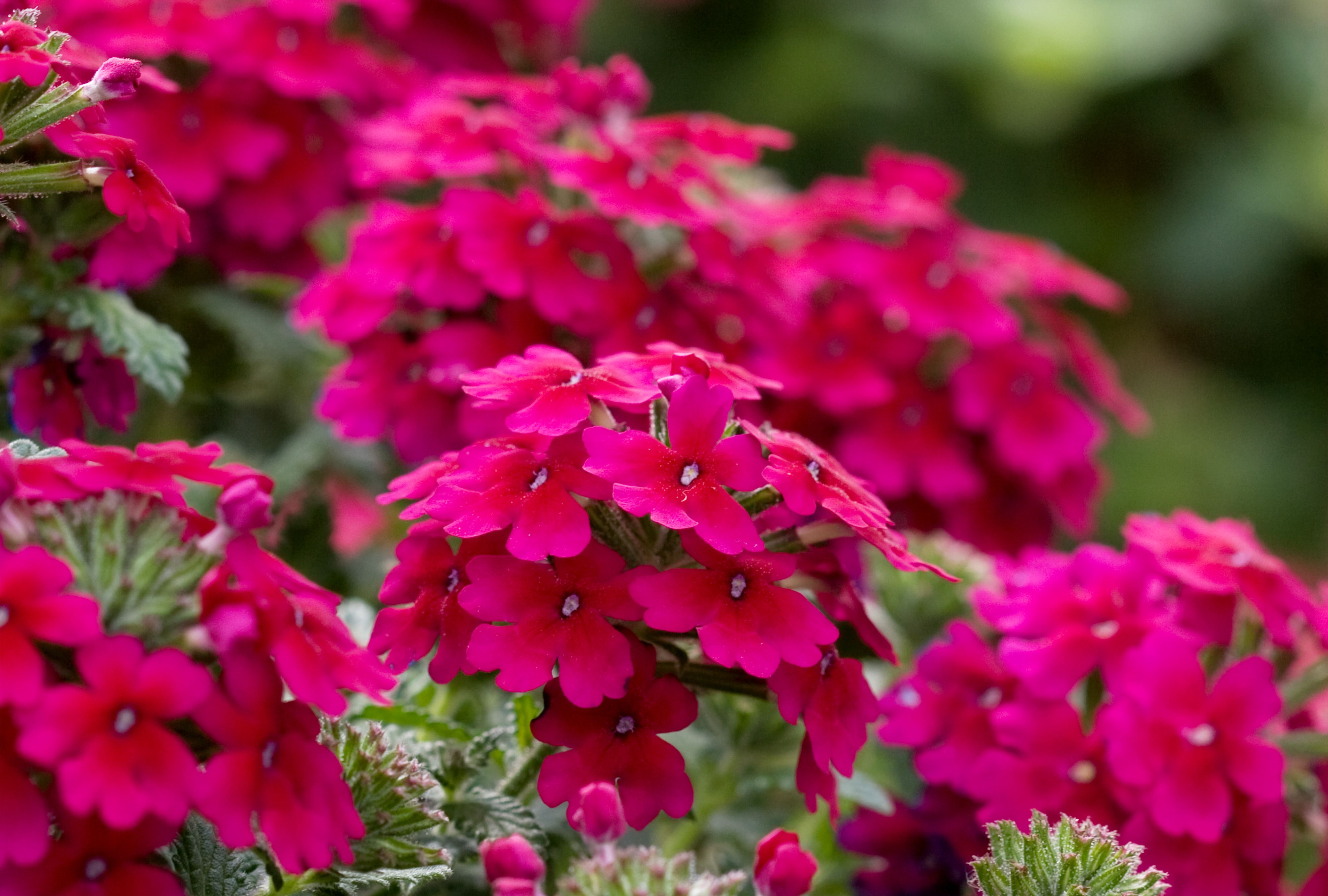 Is Verbena Perennial or Annual?