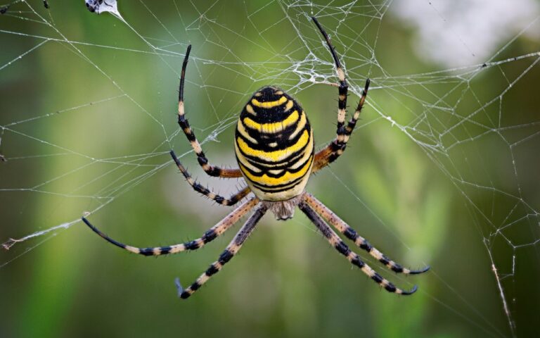 Essas plantas são quase como um hotel para as aranhas e insetos