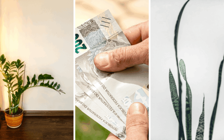 Essas plantas tem um mito! Dizem que elas fazem seu dinheiro dobrar
