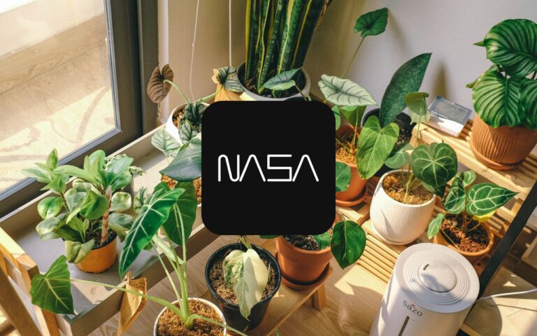 NASA revela a dose exata de plantas para sua casa