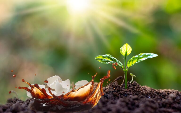 O anabolizante de cozinha que vai explodir suas plantas com 2 itens