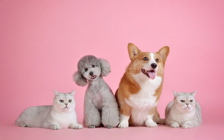 RG Animal Oficial: Como a Cidadania Pet com QR Code no RG Aumenta a Segurança (e Onde Emitir)