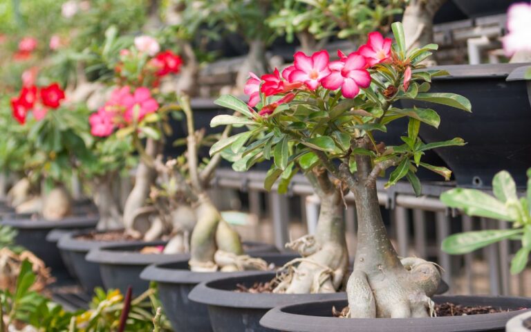 O Truque Inacreditável Para A Rosa Do Deserto: Segredos de Floração no Inverno Revelados