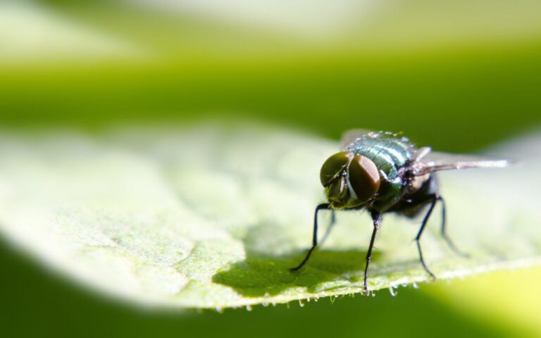Planta que blinda sua cozinha contra moscas existe; saiba o jeito certo