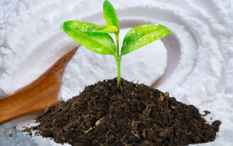 Pozinho branco da cozinha pode vacinar suas plantas; aprenda