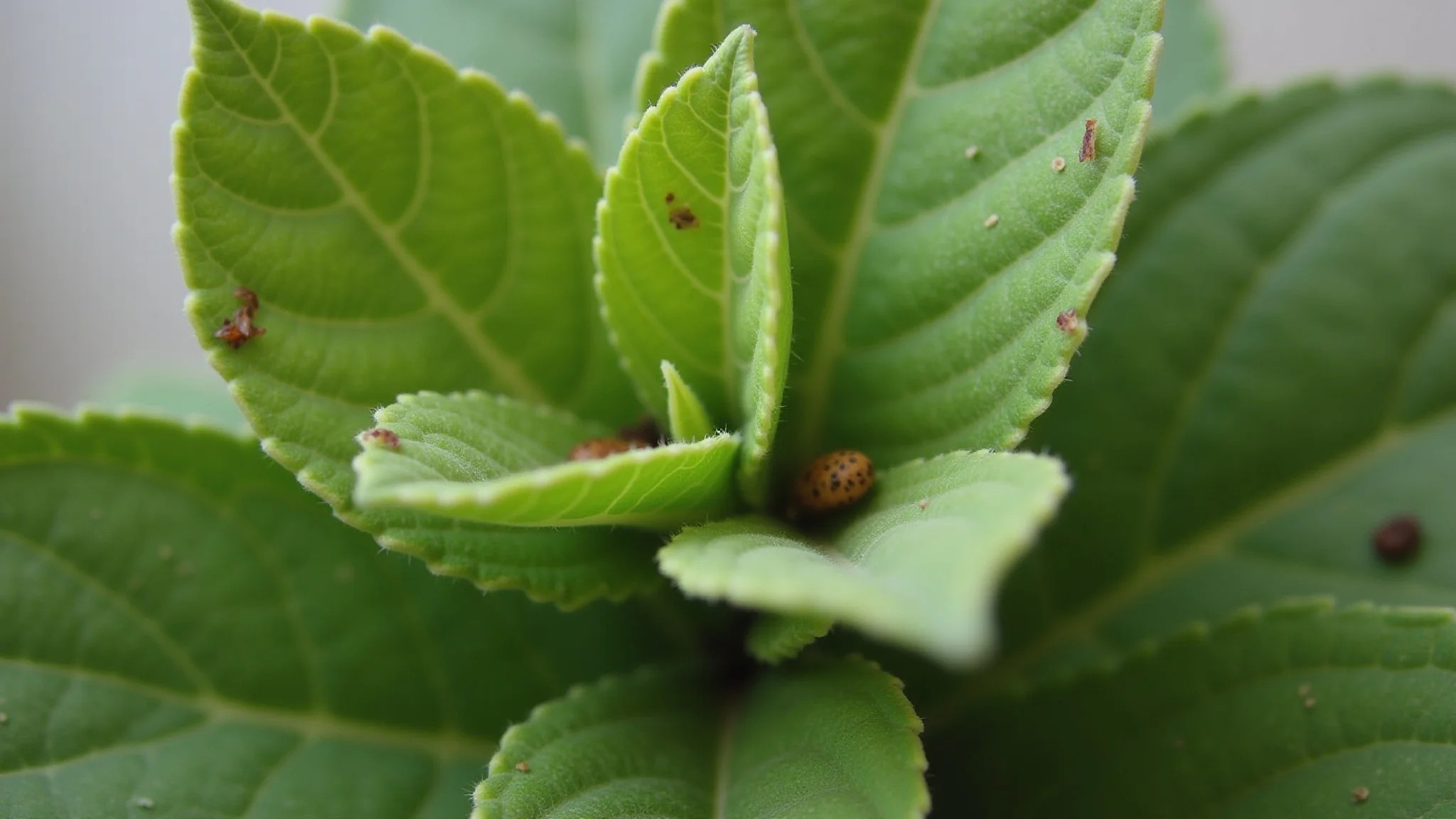 Close-up de folhas de planta com pragas visíveis, foco nas pragas.