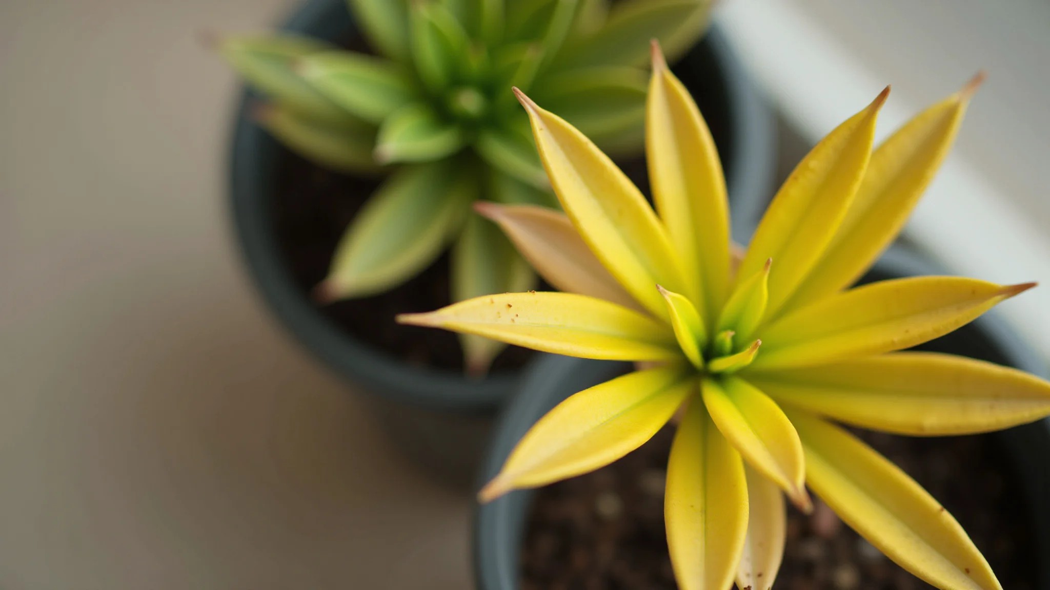 Close-up de folhas amareladas em planta de vaso, foco nas folhas.