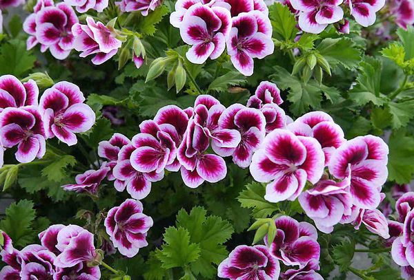 Pelargonium x domesticum - Flores ...