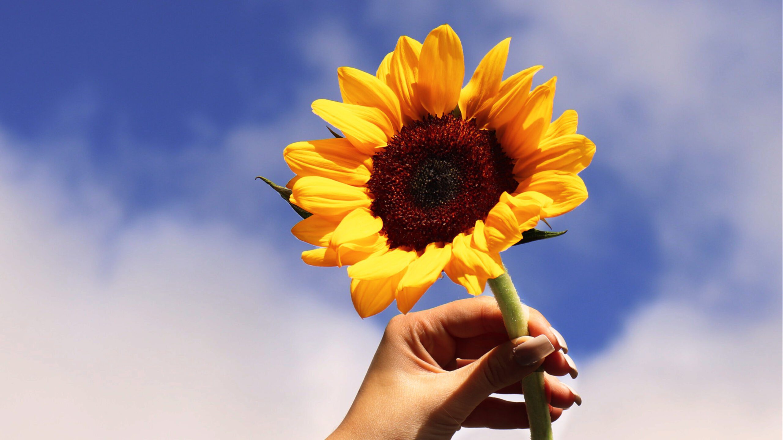 Girassol: Conheça essa Flor Exótica e ...