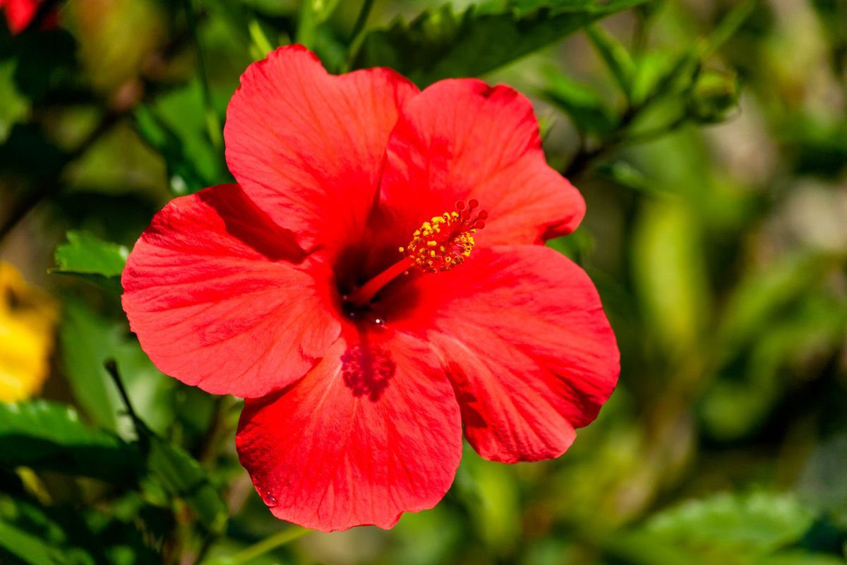 O Que É Hibisco? Descubra Tudo Sobre ...
