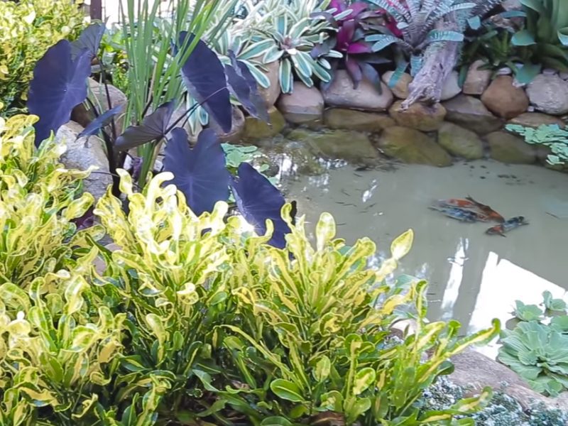 As Melhores Plantas Para Lagos ...