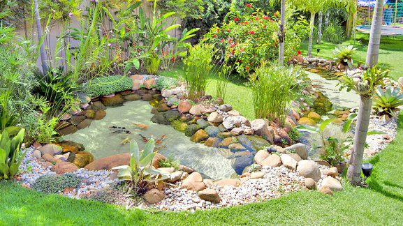 Plantas para Lagos Ornamentais ...