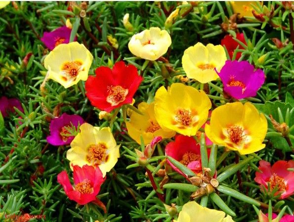 FLORES ORNAMENTAIS Portulaca/Onze-horas ...
