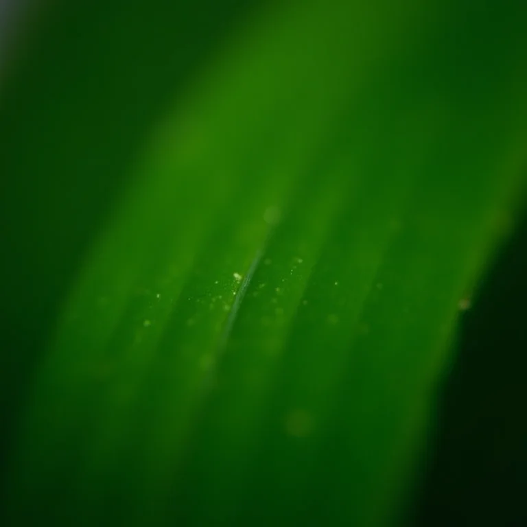 Detalhe das folhas de orégano grego.