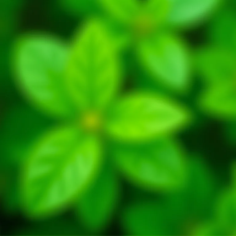 Close-up detalhado das folhas texturizadas da erva cidreira.