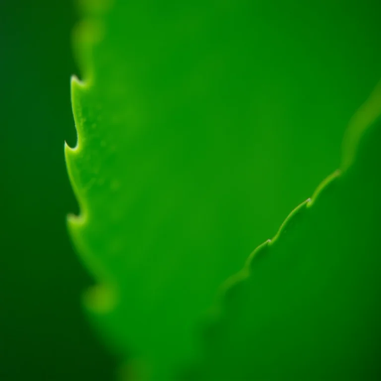 Detalhe das folhas de arruda