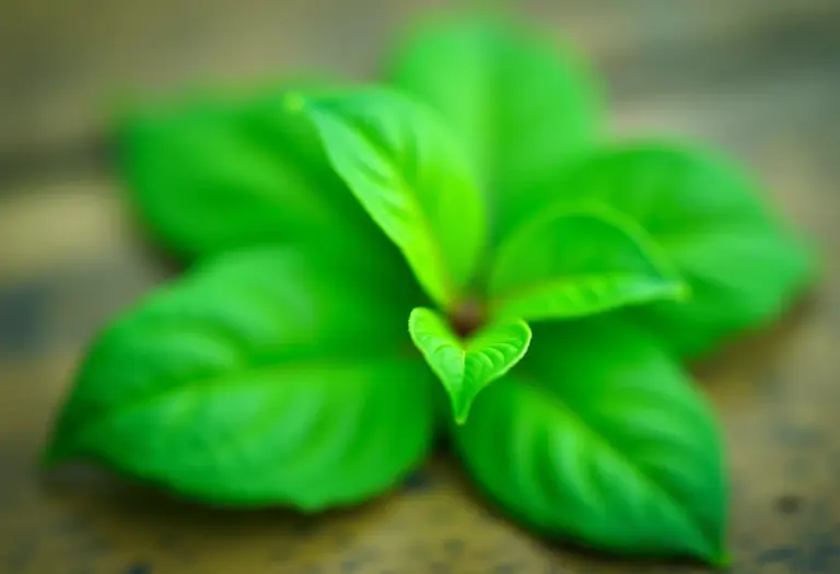 Folhas de arruda verdejantes em close-up