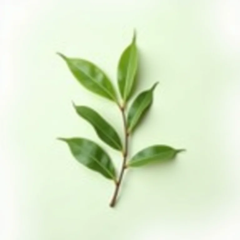 Folhas frescas de arruda em close-up