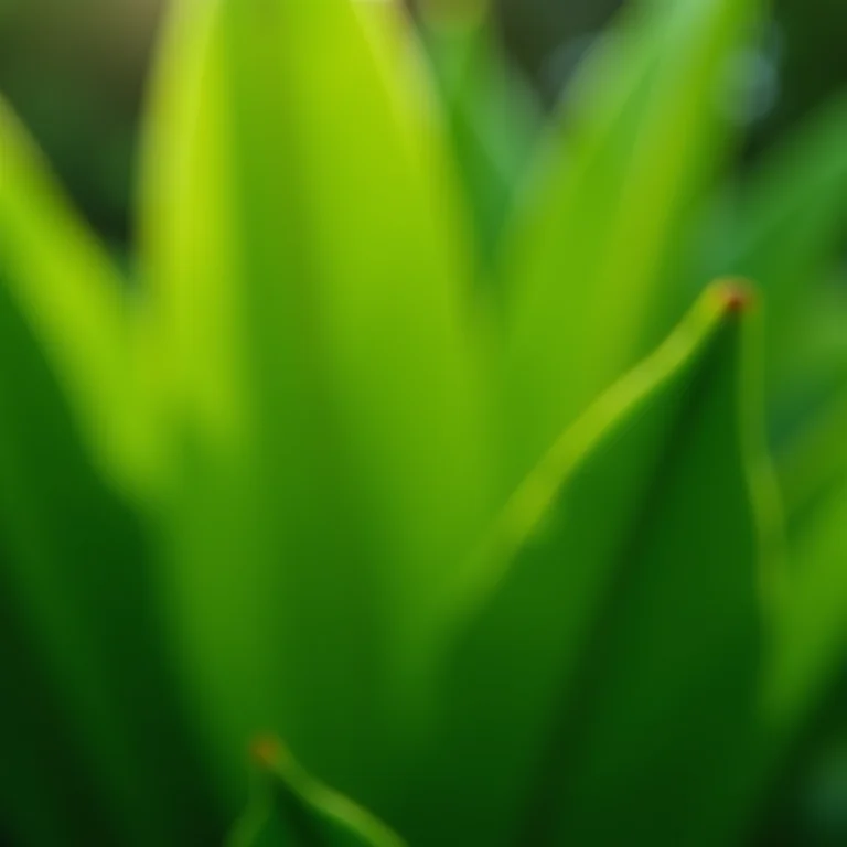 Mãos selecionando folhas de Ora Pro Nóbis na horta