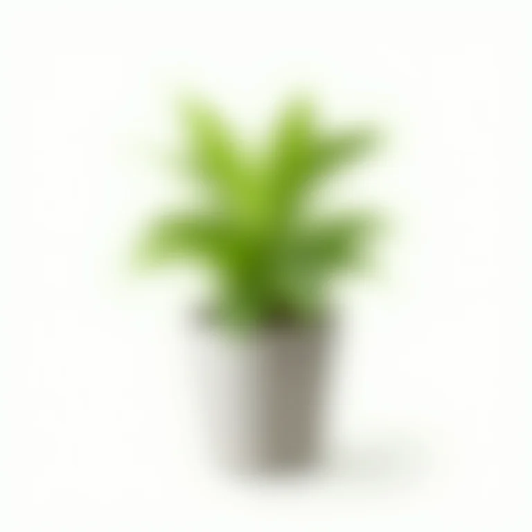 Planta de arruda em vaso, pronta para ser cultivada