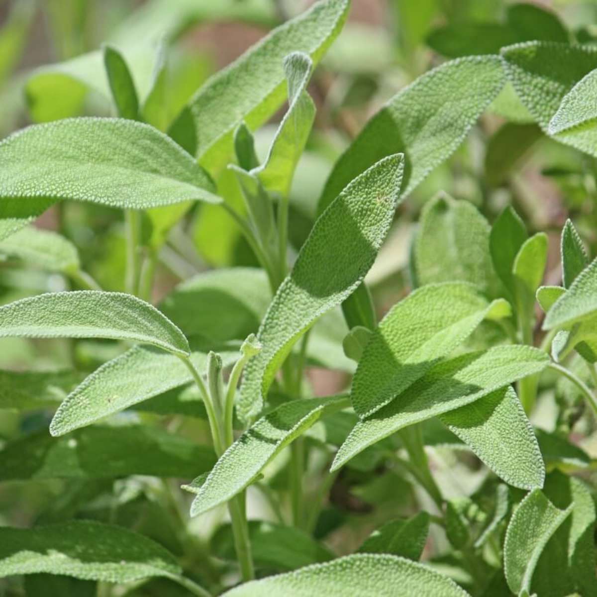 Dica #1: Prepare um chá de sálvia para turbinar a memória - inspiração 3