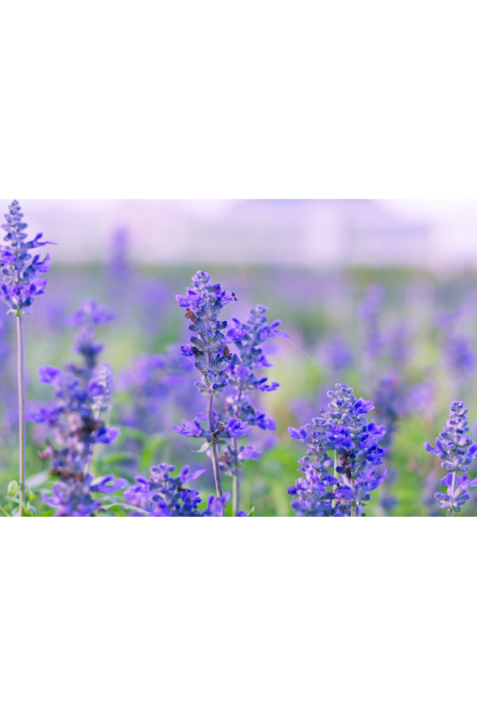 Dica #10: Prepare um banho relaxante com sálvia para aliviar o estresse - inspiração 3