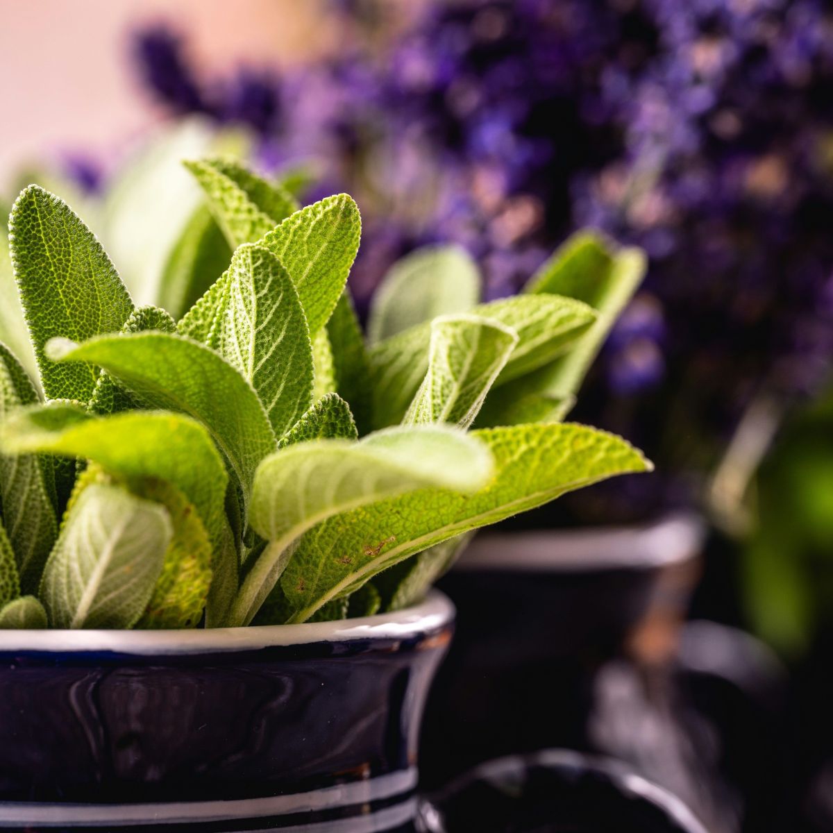 Dica #4: Alivie inflamações bucais com gargarejos de sálvia - inspiração 1