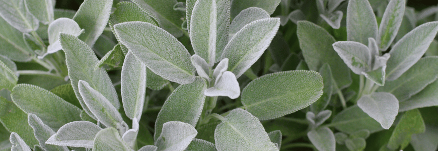 Dica #5: Melhore a digestão com infusões de sálvia após as refeições - inspiração 2