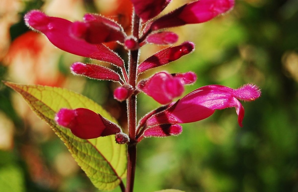 Dica #6: Fortaleça seus ossos com o poder da vitamina K presente na sálvia - inspiração 1