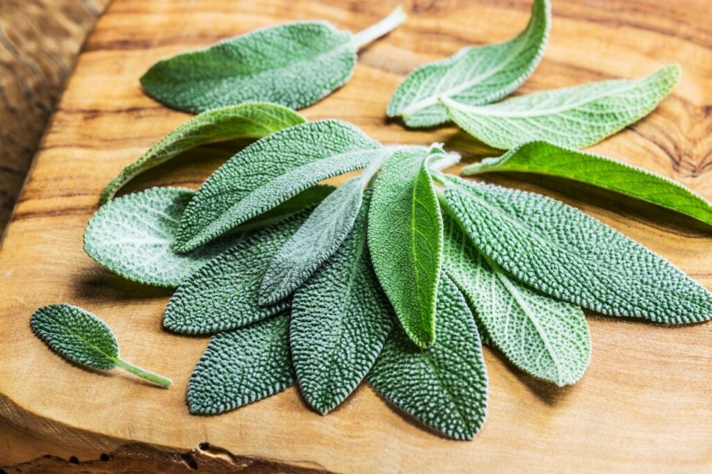 Dica #6: Fortaleça seus ossos com o poder da vitamina K presente na sálvia - inspiração 2