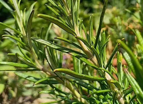 Dica #9: Inclua a sálvia na sua rotina de skincare para uma pele radiante - inspiração 1