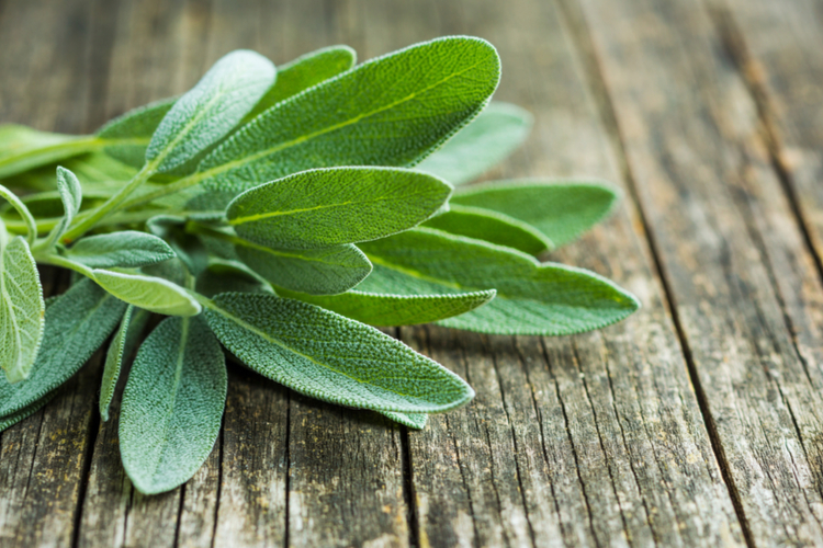 Dica #9: Inclua a sálvia na sua rotina de skincare para uma pele radiante - inspiração 3