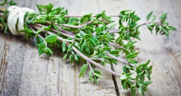 Dica #1: Prepare um Chá de Tomilho para Aliviar a Tosse e a Congestão - inspiração 1
