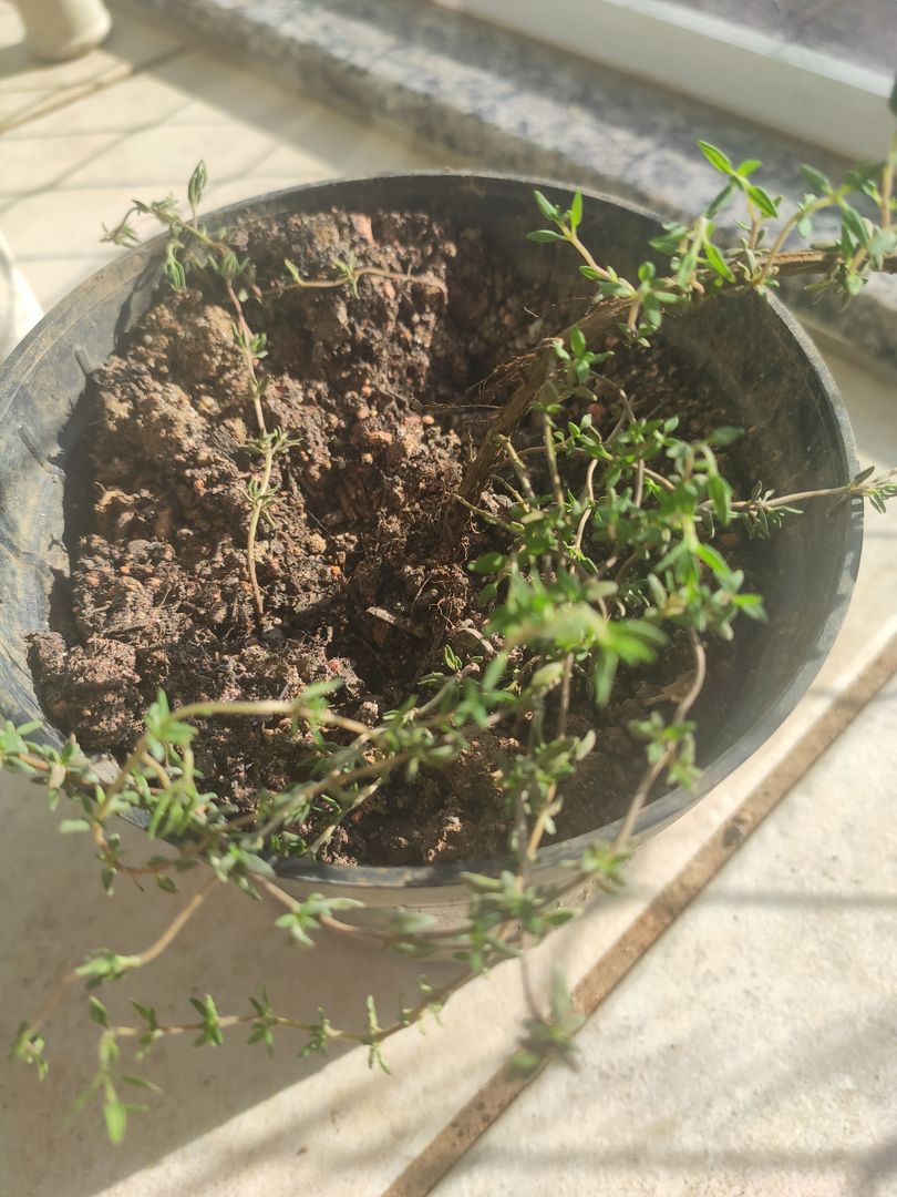 Dica #10: Use o Tomilho como um Aliado na Limpeza Natural da Casa - inspiração 1