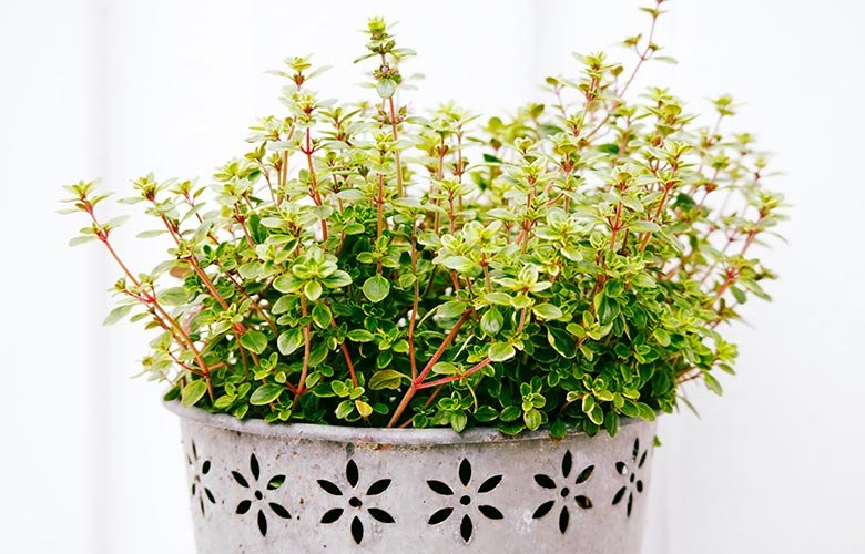 Dica #5: Experimente o Tomilho para Melhorar o Humor e Reduzir o Estresse - inspiração 2