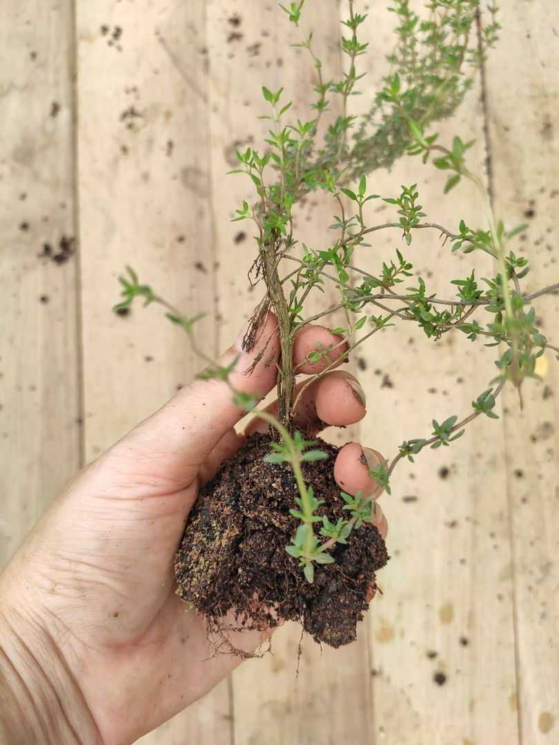 Dica #8: Incremente Suas Receitas com Tomilho Fresco ou Seco - inspiração 3