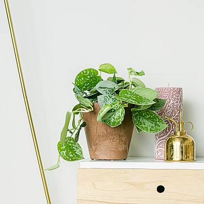 Dica #9: Cultive Tomilho em Casa para Ter Sempre à Mão - inspiração 1