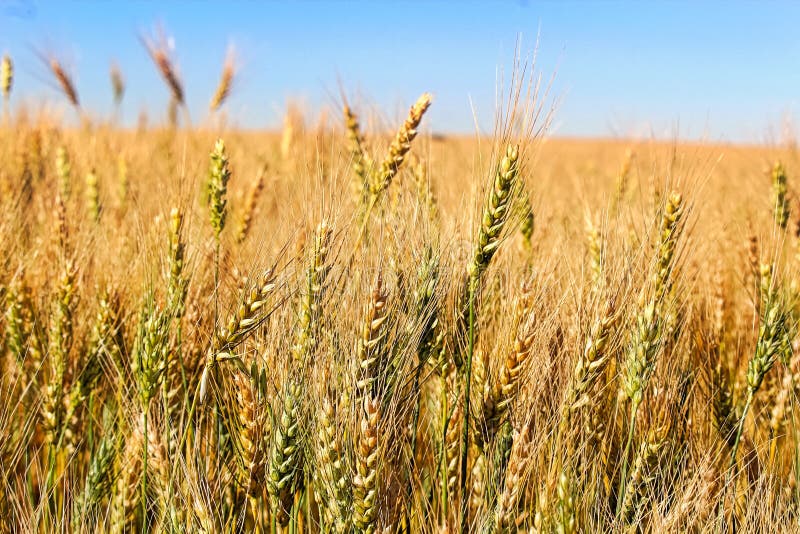 Explore as Bebidas Fermentadas à Base de Cevada - inspiração 3