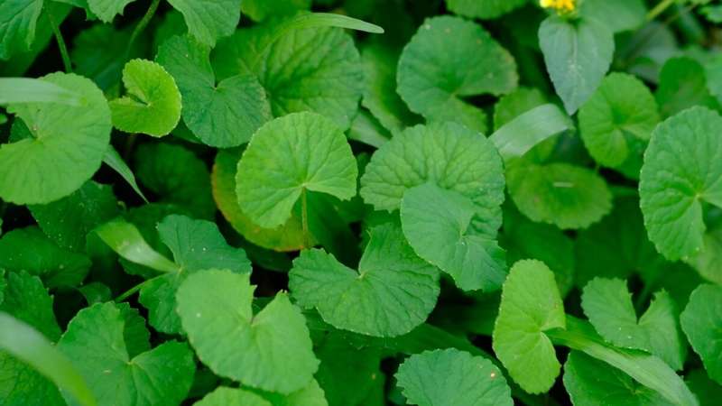 Dica #3: Combine o Chá com Hábitos Saudáveis para Turbinar o Emagrecimento - inspiração 1