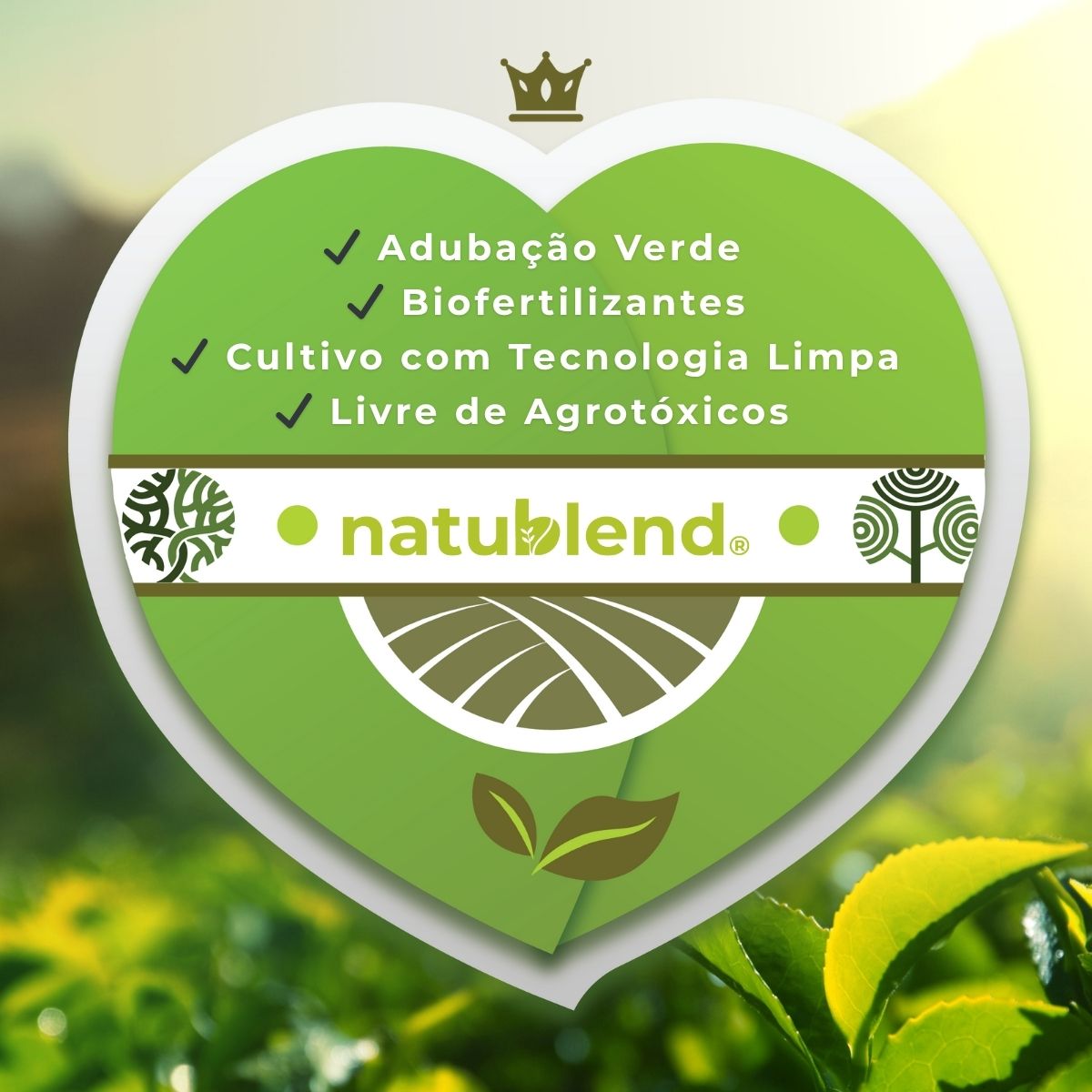 Dica #6: Beba o Chá Regularmente para Reduzir a Retenção de Líquidos - inspiração 1