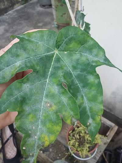 Manutenção Preventiva: Dicas de Ouro para Blindar Suas Roupas Contra Futuros Acidentes com Mamão - inspiração 3