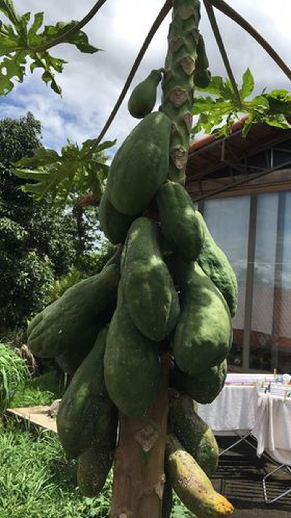 Limão, o Alvejante Natural: Ilumine e Renove Seus Tecidos com Este Truque Caseiro - inspiração 1