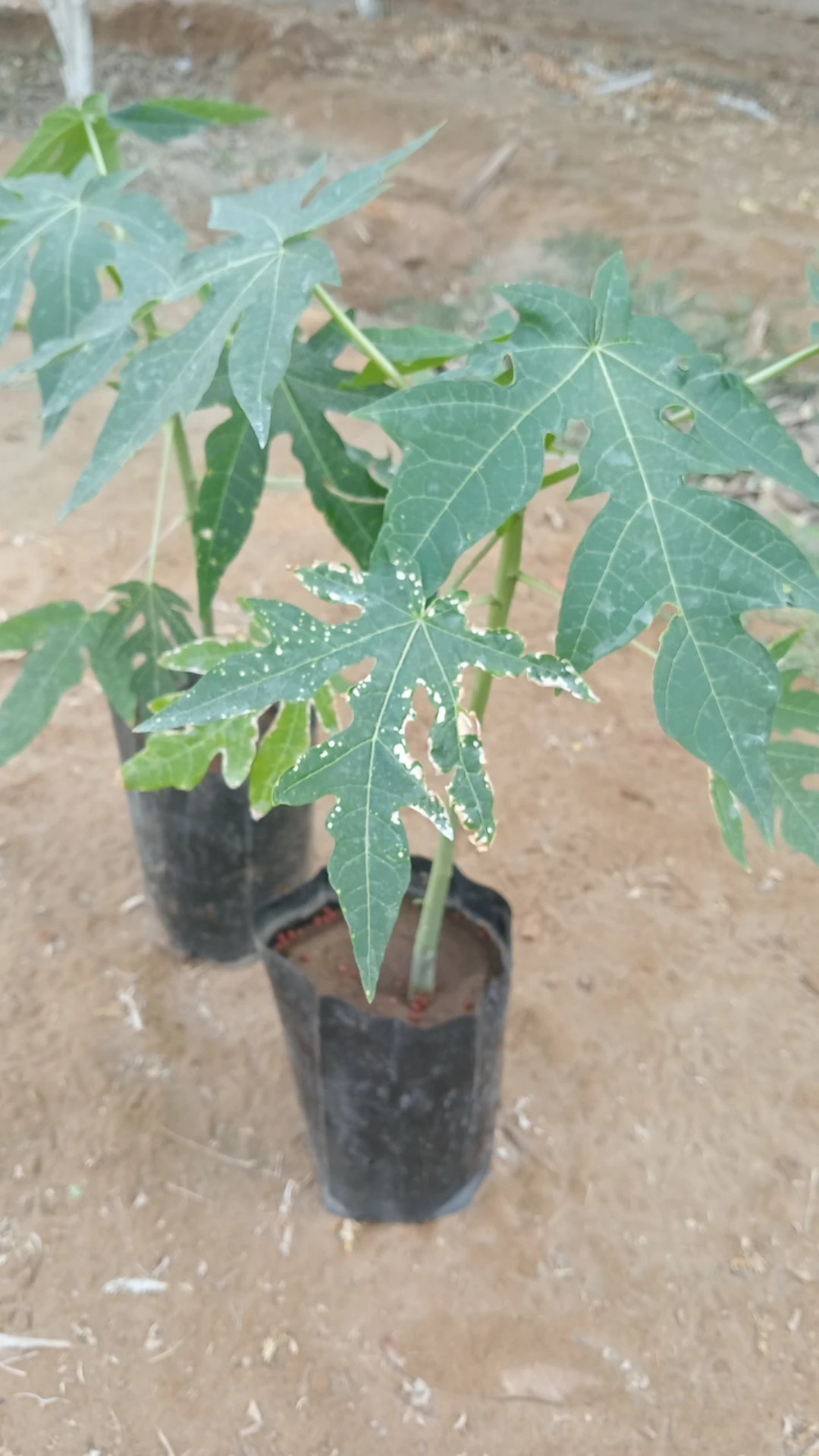 SOS Potes de Plástico: Diga Adeus às Manchas Teimosas em Seus Recipientes - inspiração 3